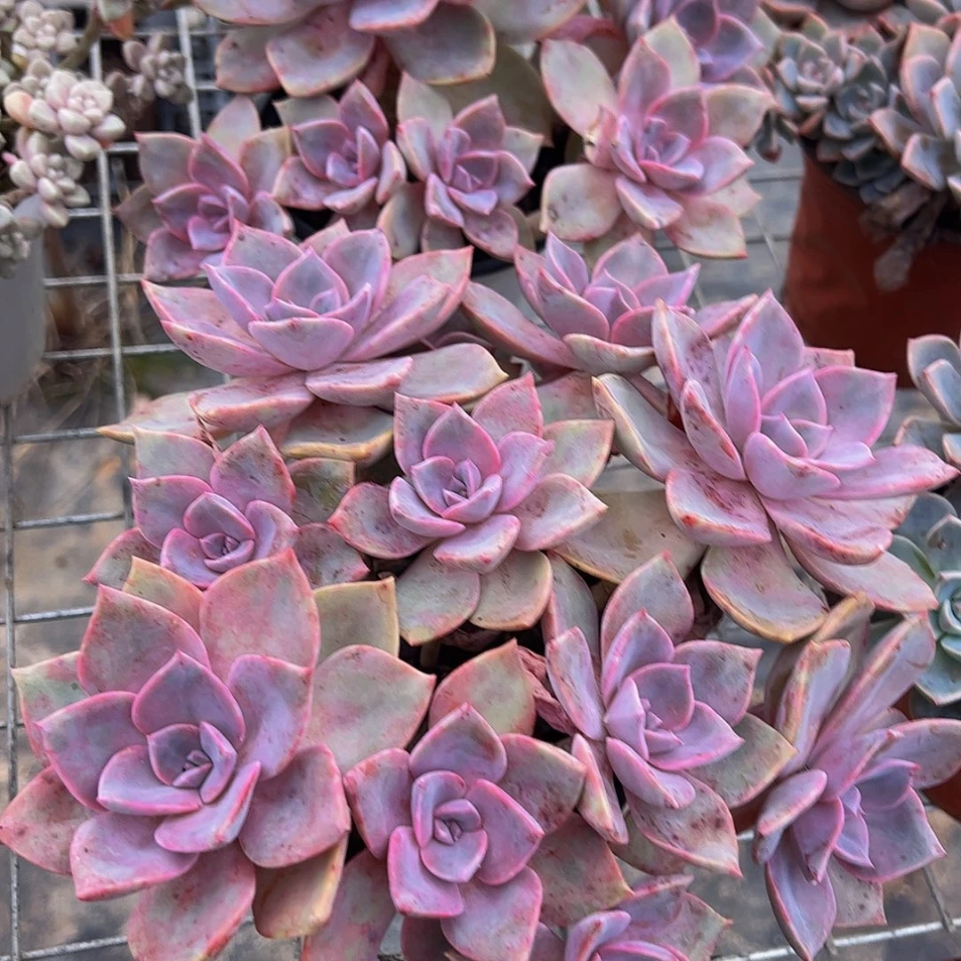 中国初恋多头群生老桩特价二盆