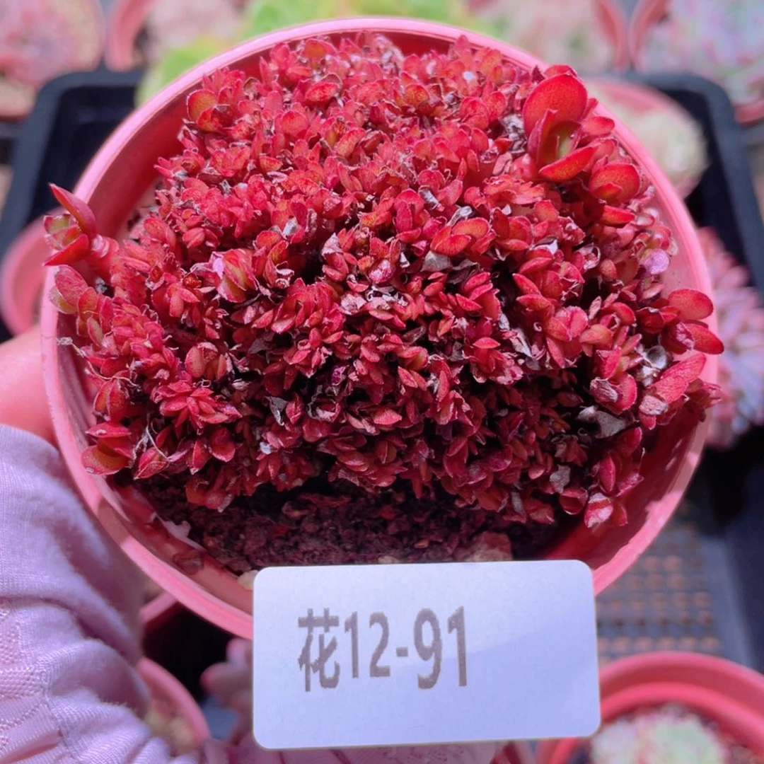 花利美12-91大叶糖果缀