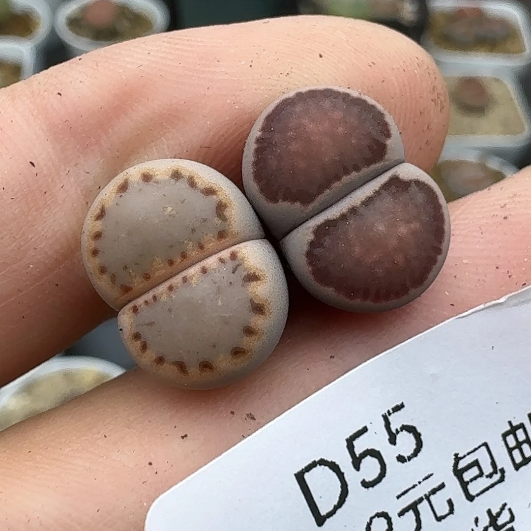 55多肉哈哈哈哈哈哈哈哈