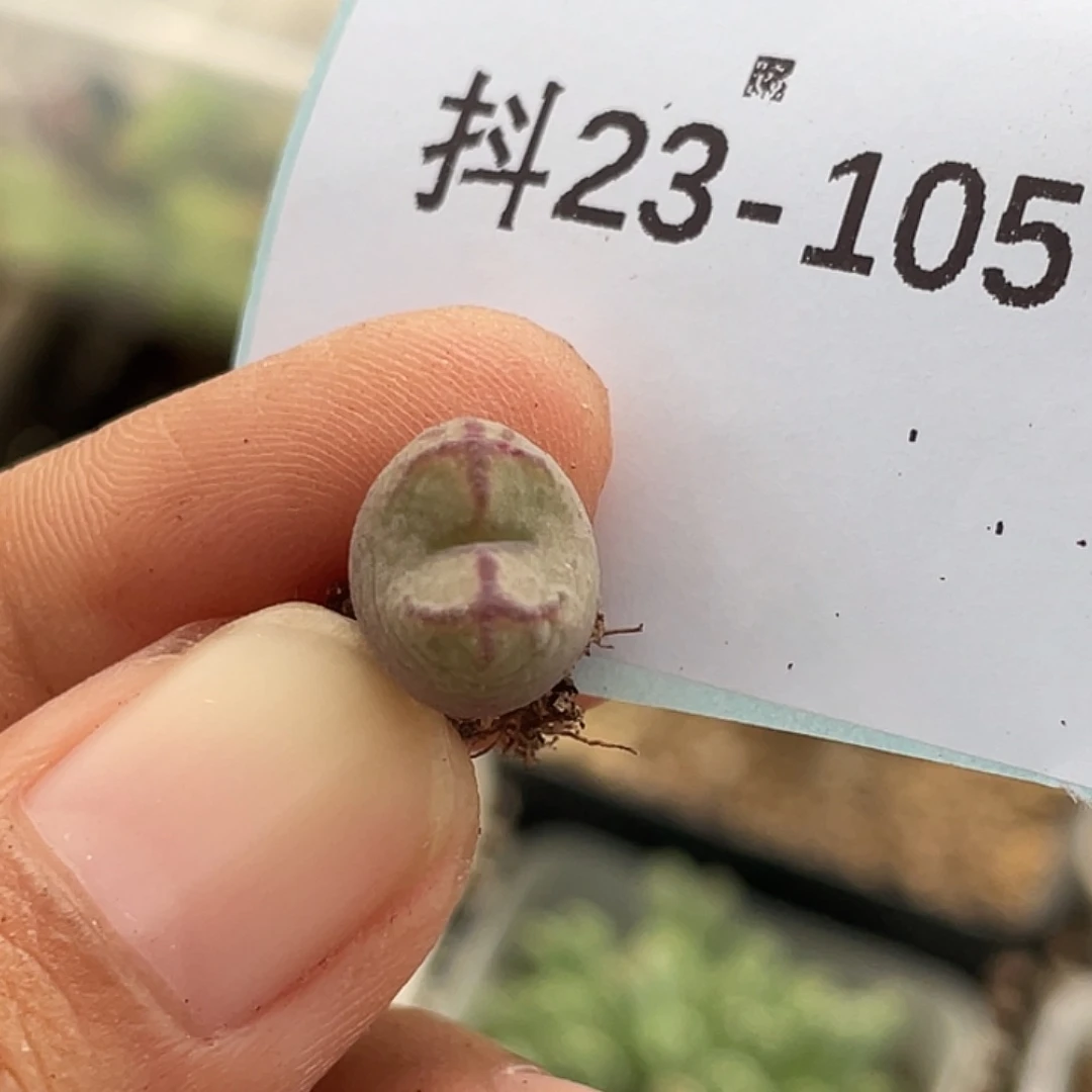 23-105毛杂多肉植物