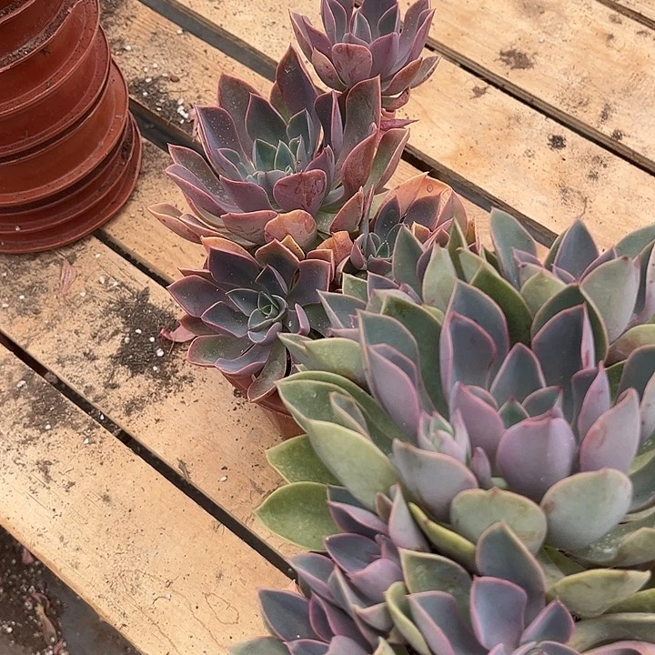 琼斯10.88多肉植物