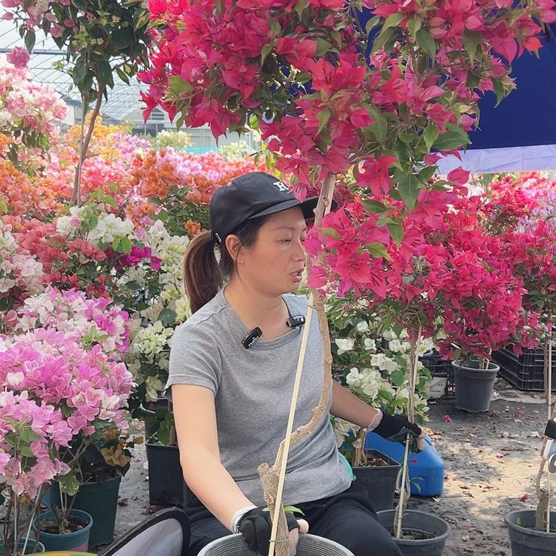 乖***兔大部分花苞少量开放H27酒红桑巴