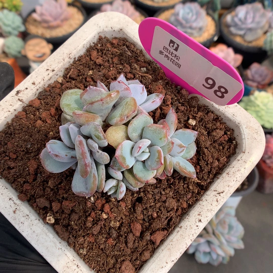 98 六头小脸奶茶多肉