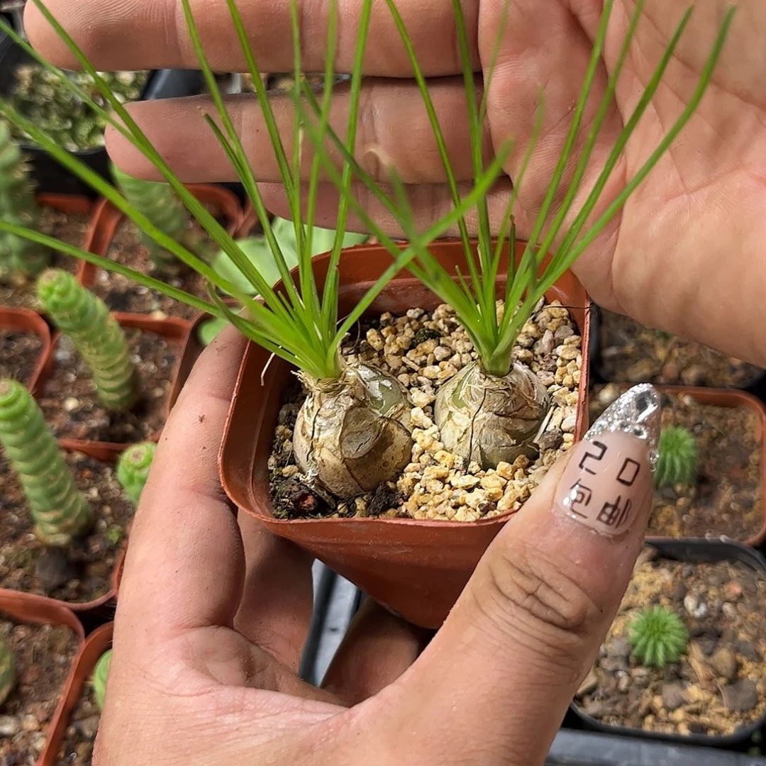 香水兰单头发货有根发货