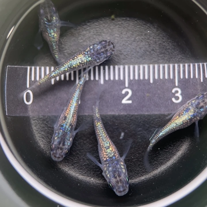 海水鱼蓝宝石短球球22号