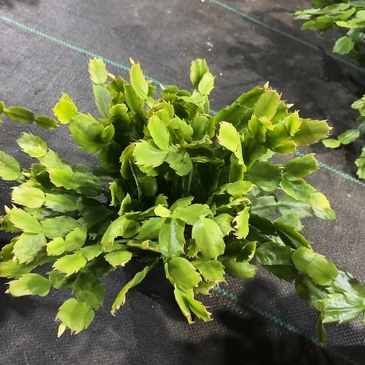 雪***康当前无花栽培后可以开花