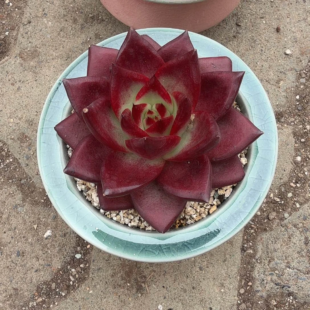 罗宾带盆多肉植物