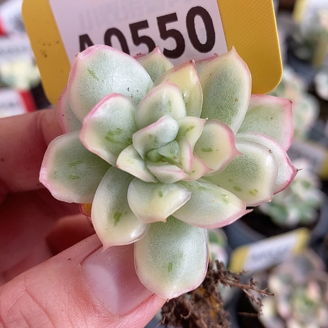 550东云杂哈哈哈哈哈