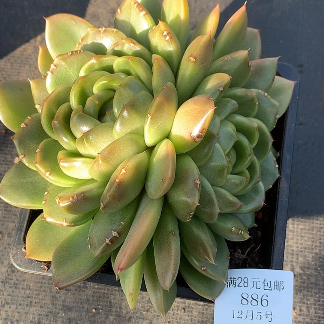 【闪购商品】云886号皮埃拉珍妮15厘米