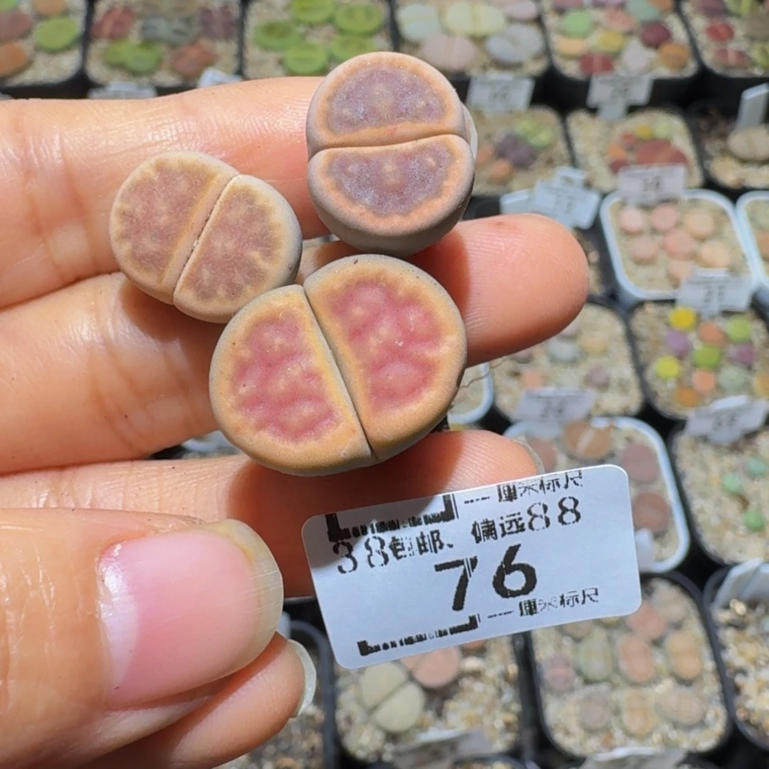 缘***Sssss精品生石花76