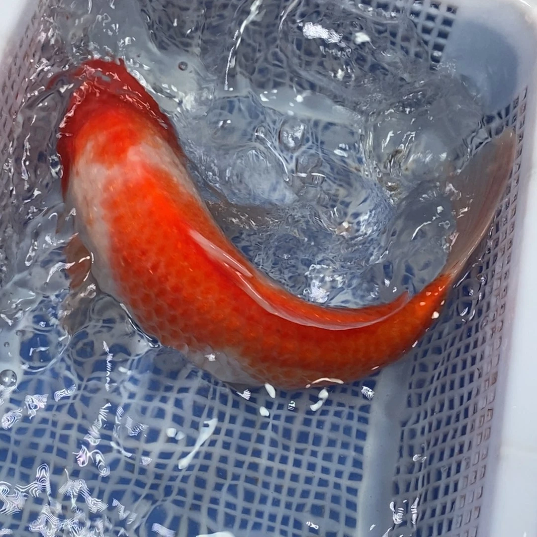 锦鲤冷水锦鲤包邮