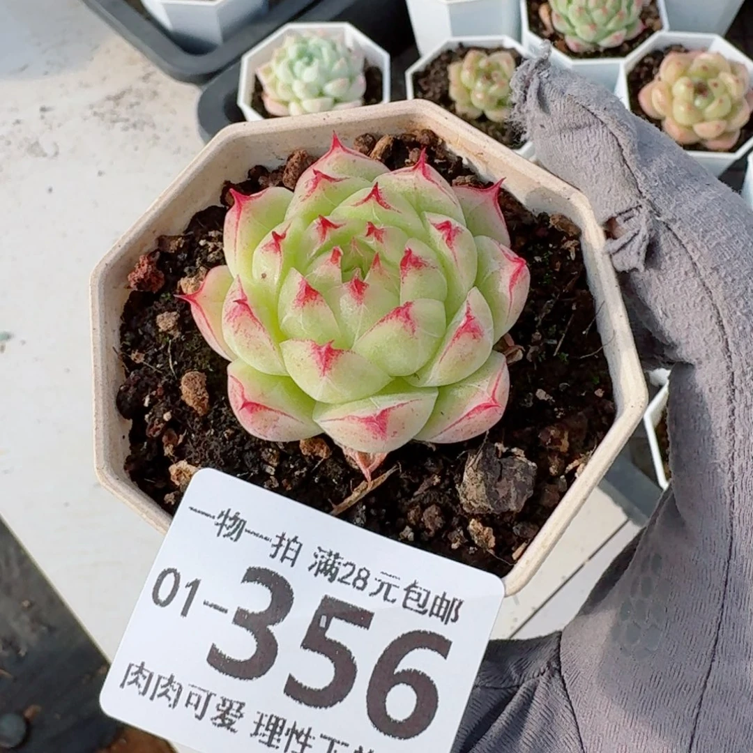 莲华无盆土发货无盆土无