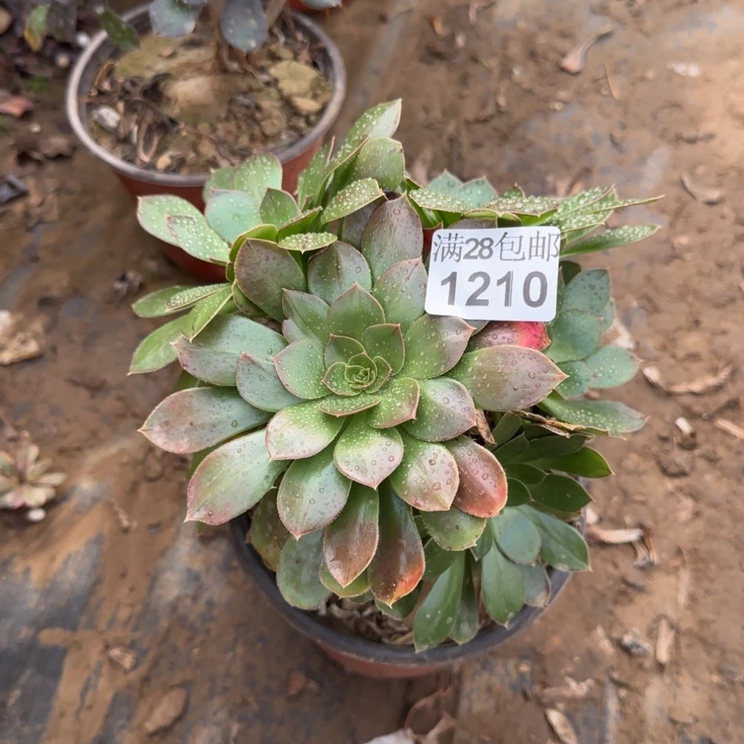 金缕多肉1210满28包邮断枝不包