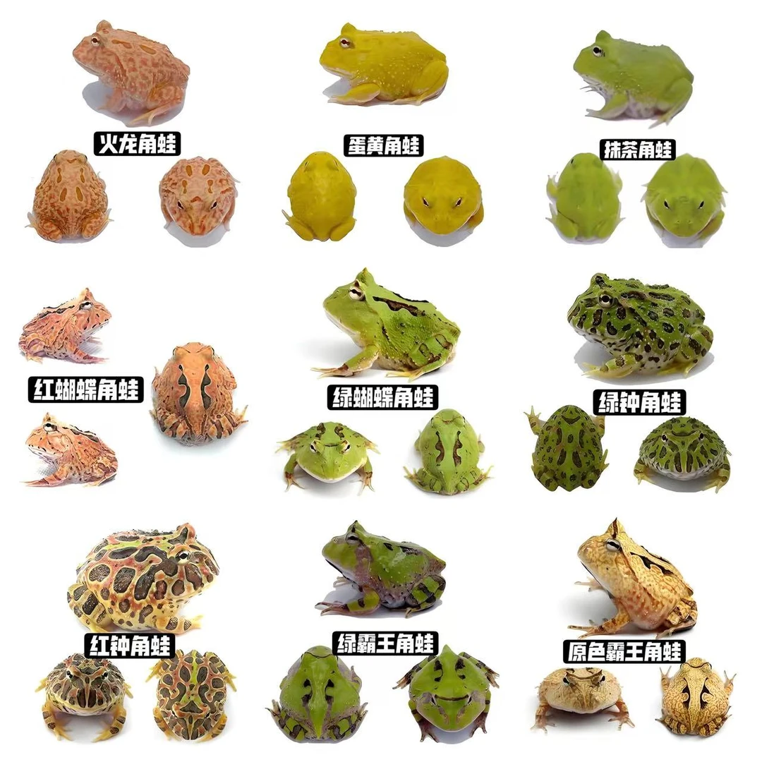 蛙趣萌宠活体宠物蛙：蝴蝶,波子,小丑,非牛,钟角,霸王,变异
