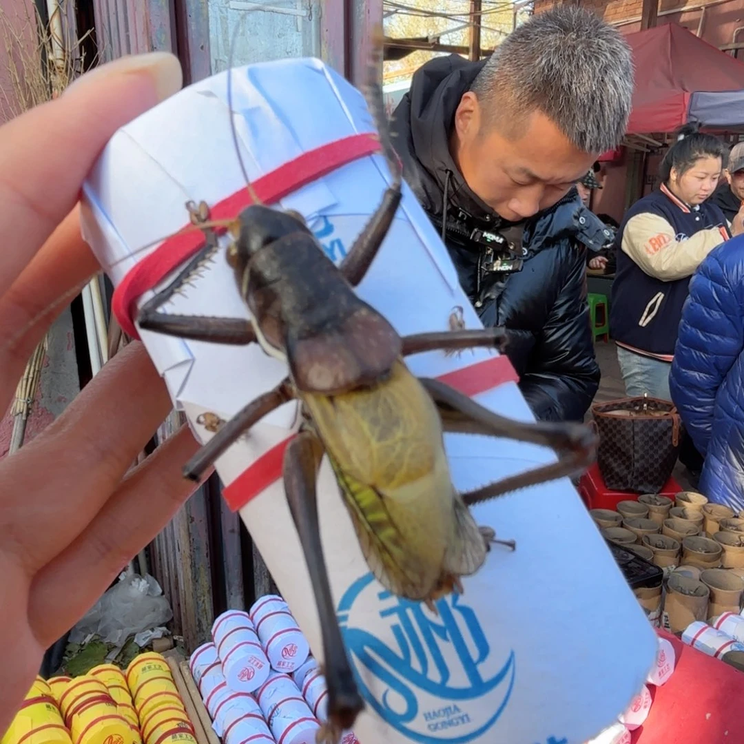 猛***男蝈蝈蝈蝈福福价格