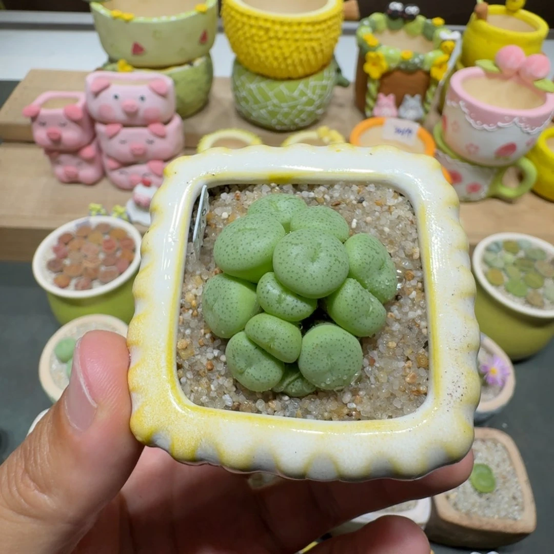 蘑菇235肉锥群肉锥