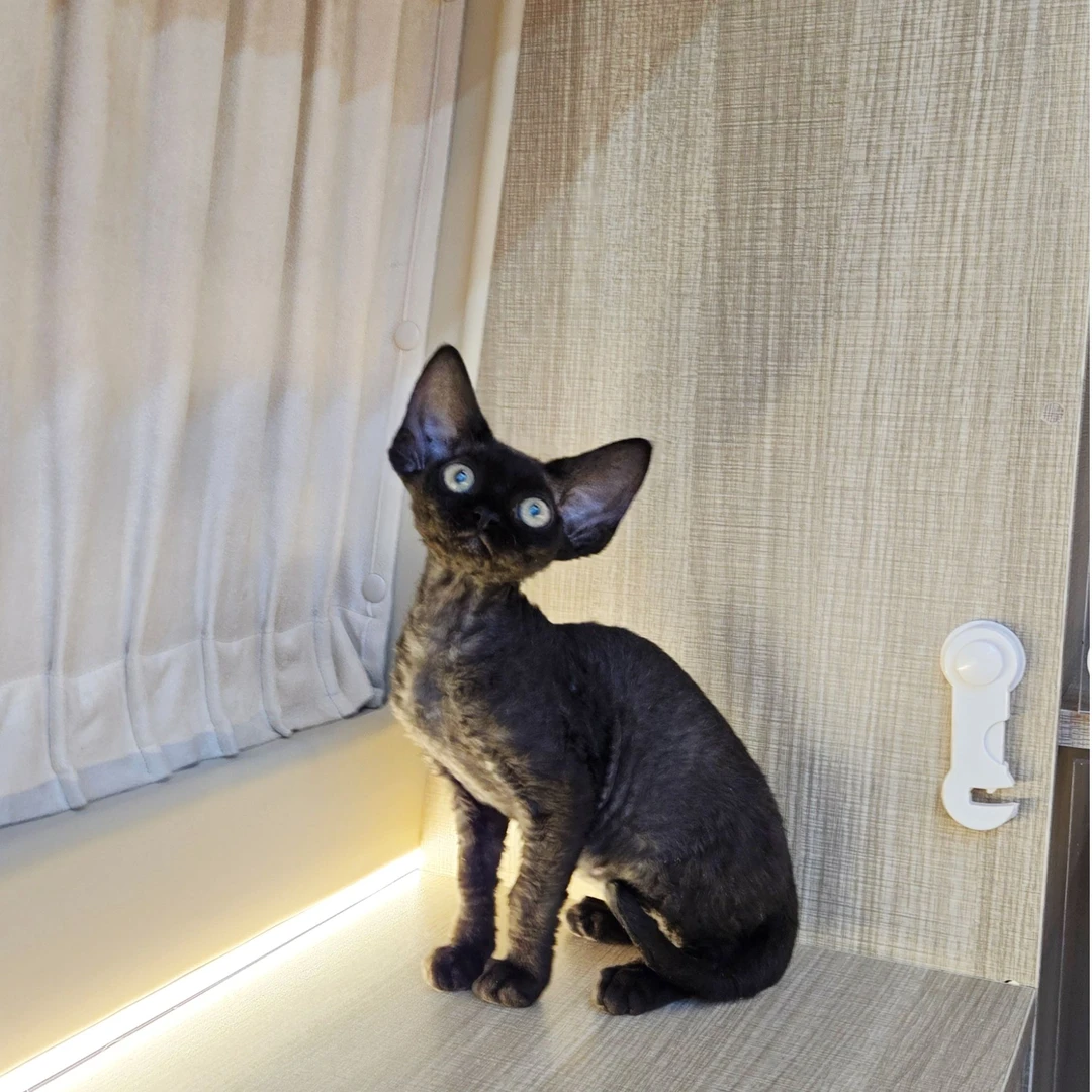 想养猫 纯黑欧血德文卷毛猫妹妹