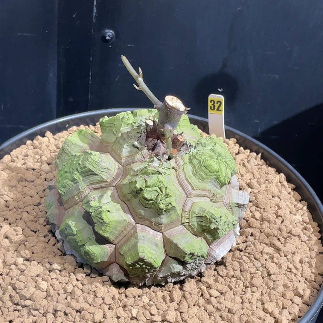 32号龟甲龙不退不换