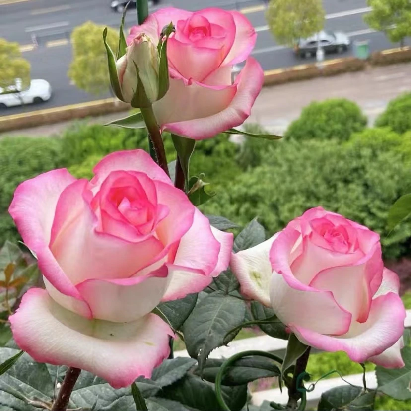 【爱莎棒棒糖】精品树桩月季花苗大花浓香地栽盆栽四季开花