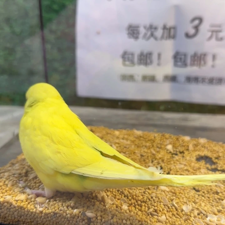 虎皮鹦鹉大头虎皮鹦鹉