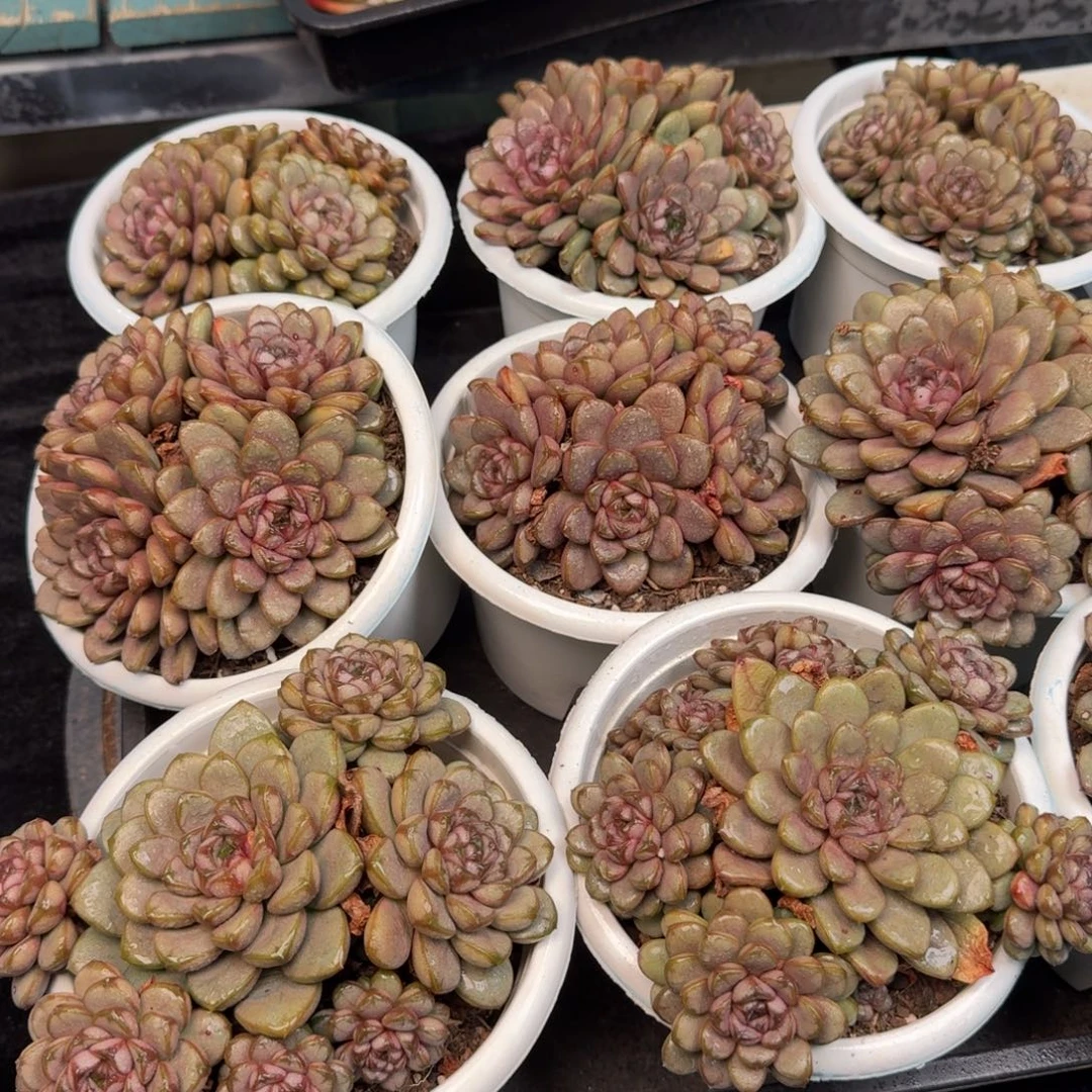 从前慢多肉精选编号1224.葡萄四头