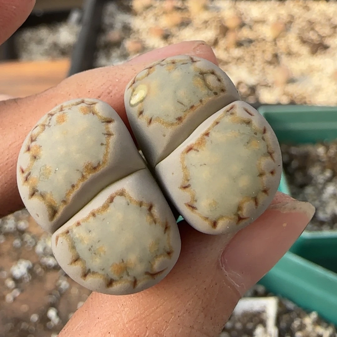 12.9爱萌多肉母本c215黄金饼干福利8038