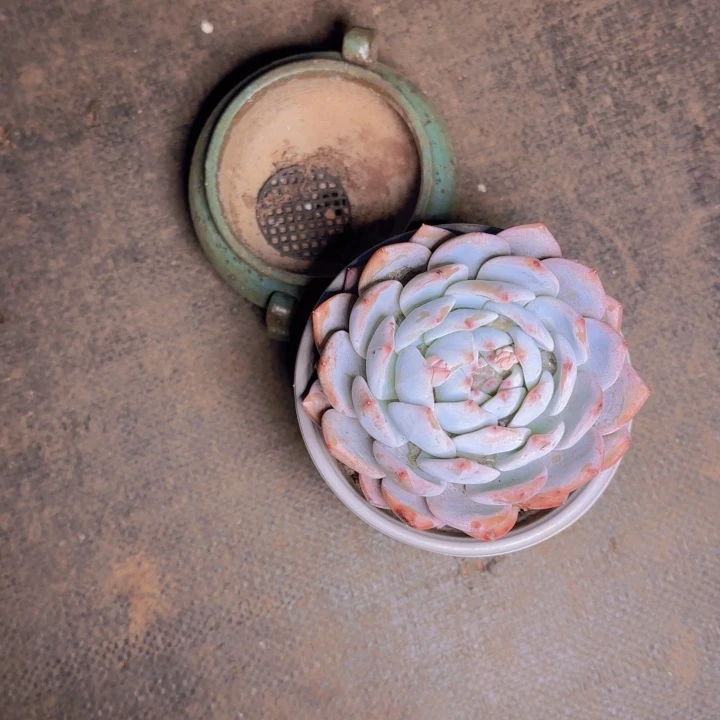 爱*魏爱发货11111111111