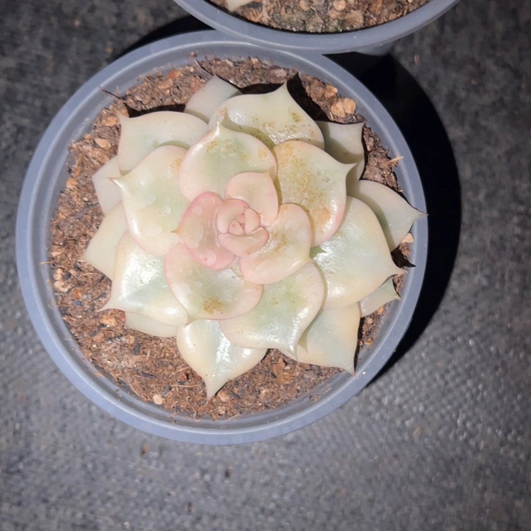 贝加尔湖锦多肉植物40