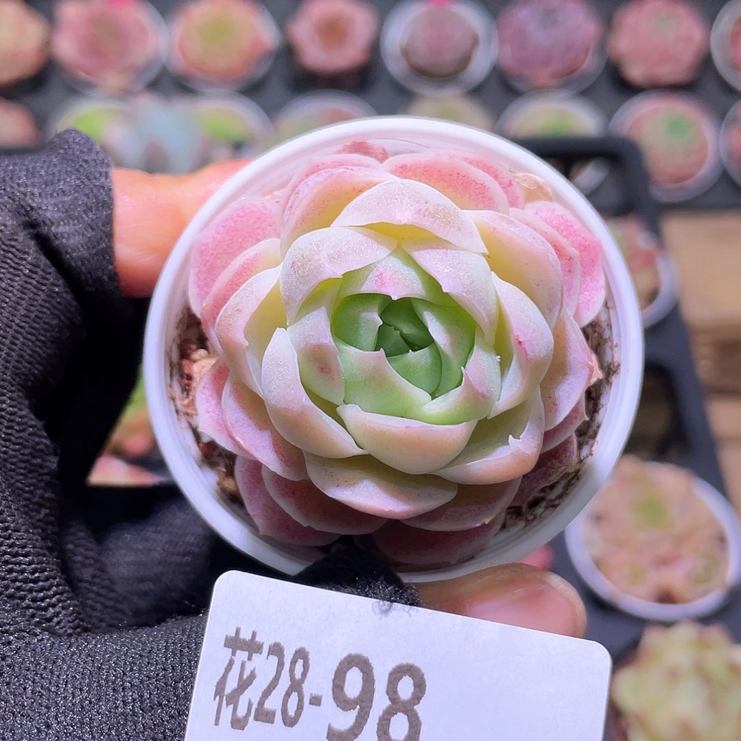 花利美28-98白月影