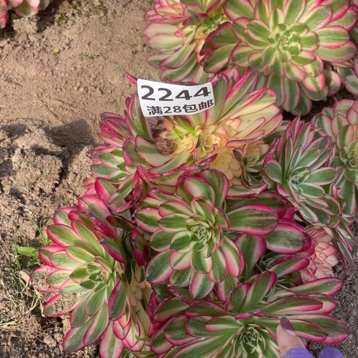 2244二号棚大倾城L