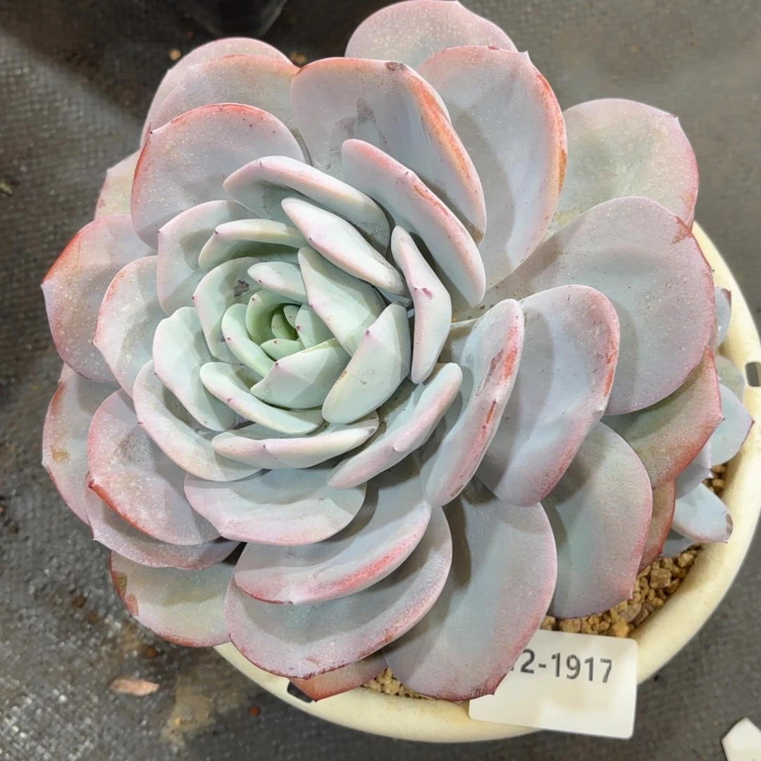 1917奶茶多肉植物