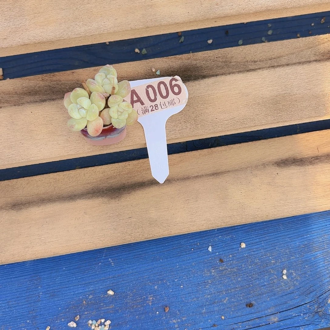 A066冰玉一物一拍