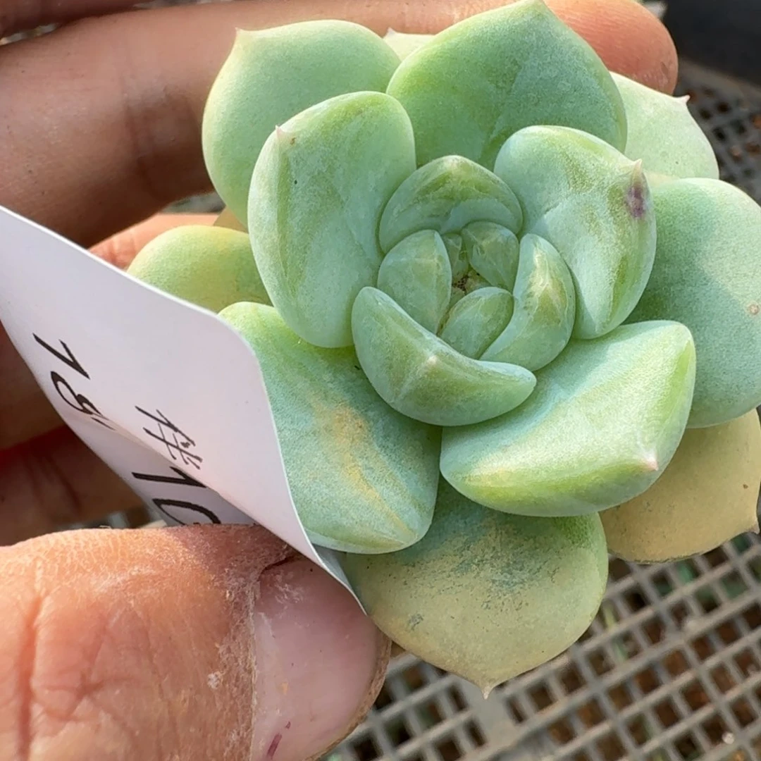 多肉杂交一物一拍侧门右五18-105