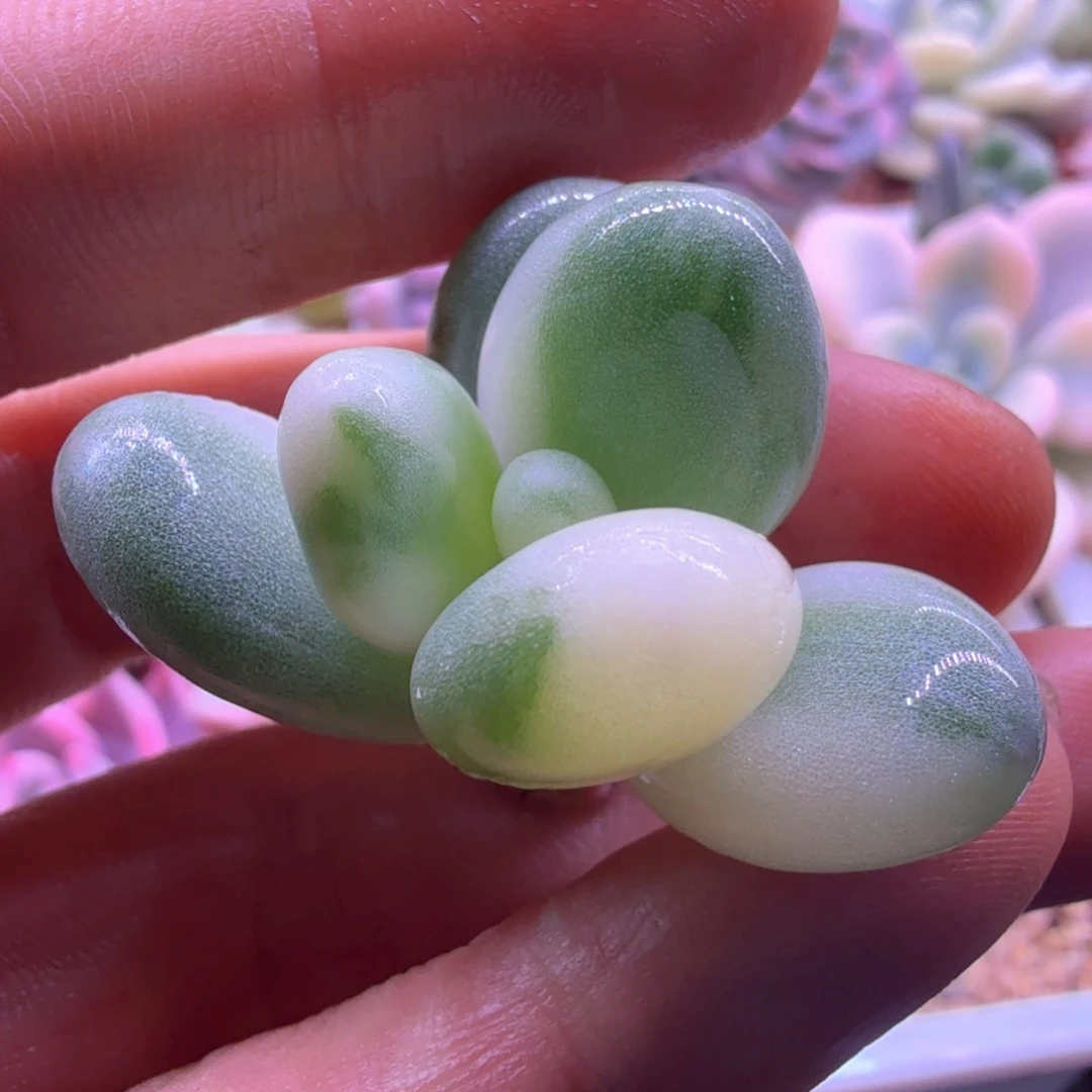 W***࿐杨 多肉植物 奶酪锦