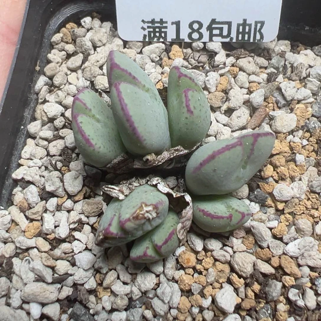 【闪购商品】213……