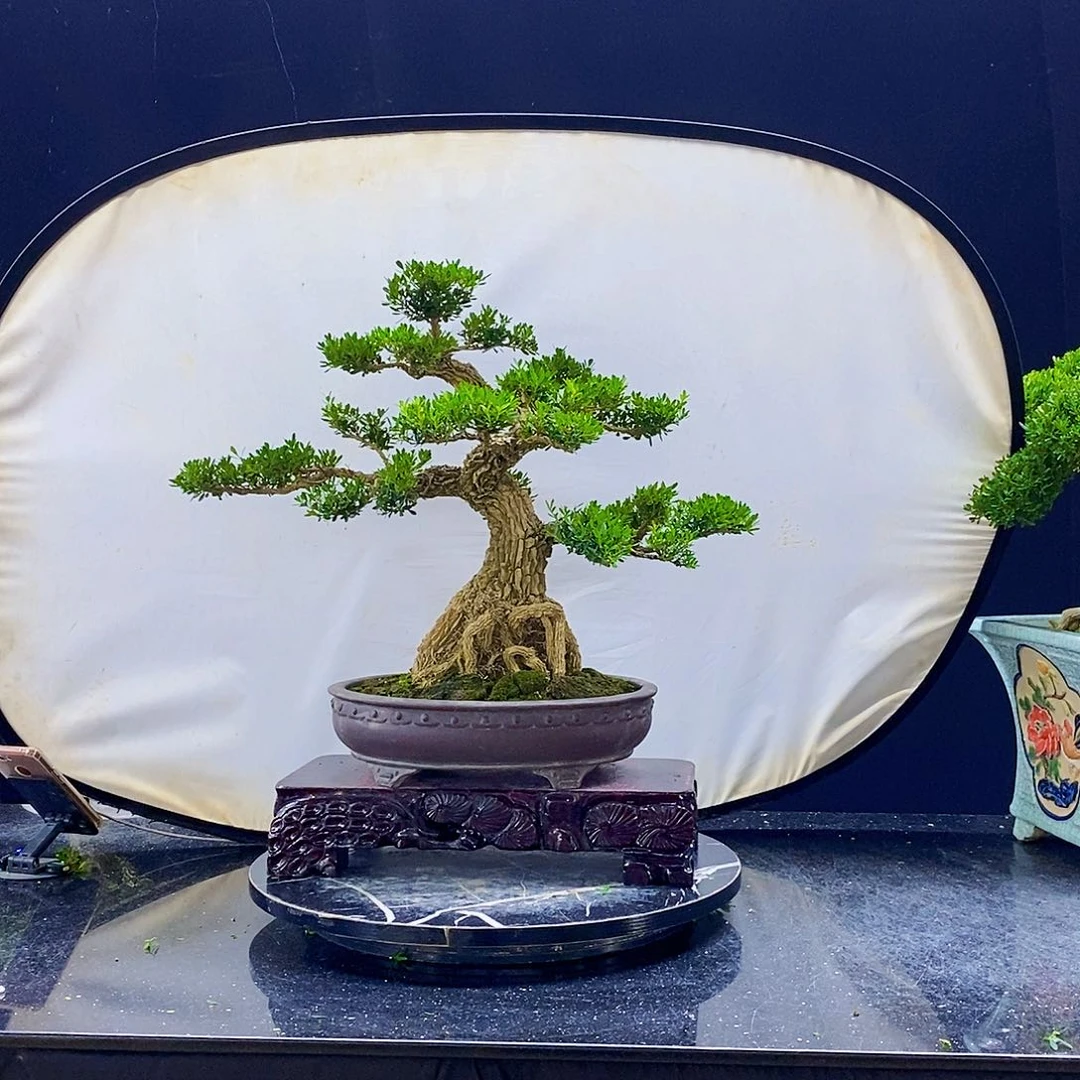 无花朵黄杨盆景造型