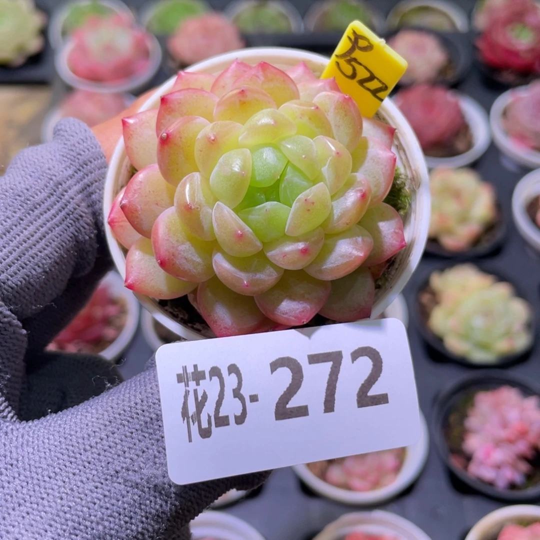 花利美23-272新品