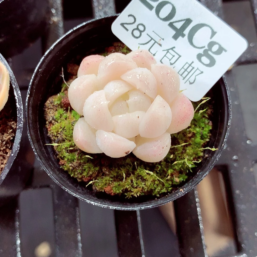 5厘米盆精控多肉204