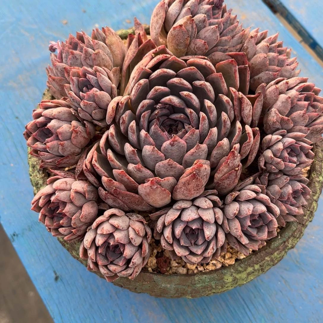 多肉植物多肉植物