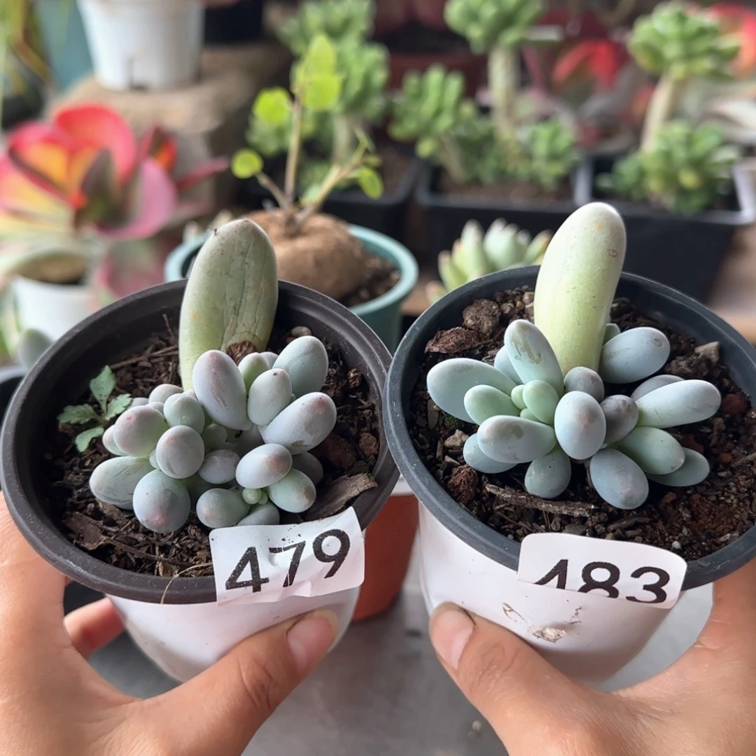 479 483号 一对 一物一拍汤圆