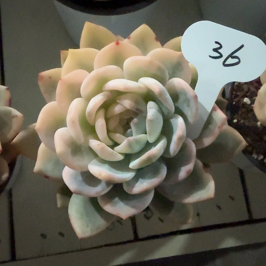 梦露一半大边锦36号