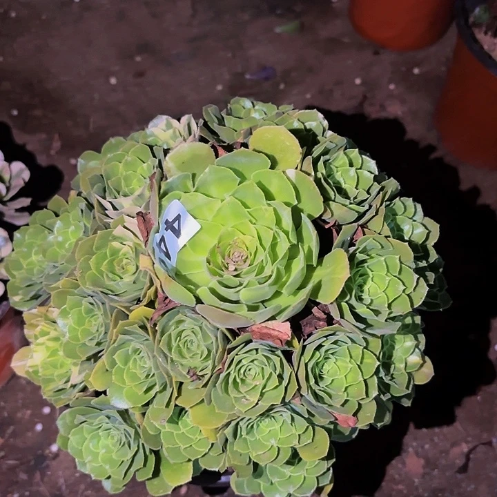 446七彩多肉植物不售后