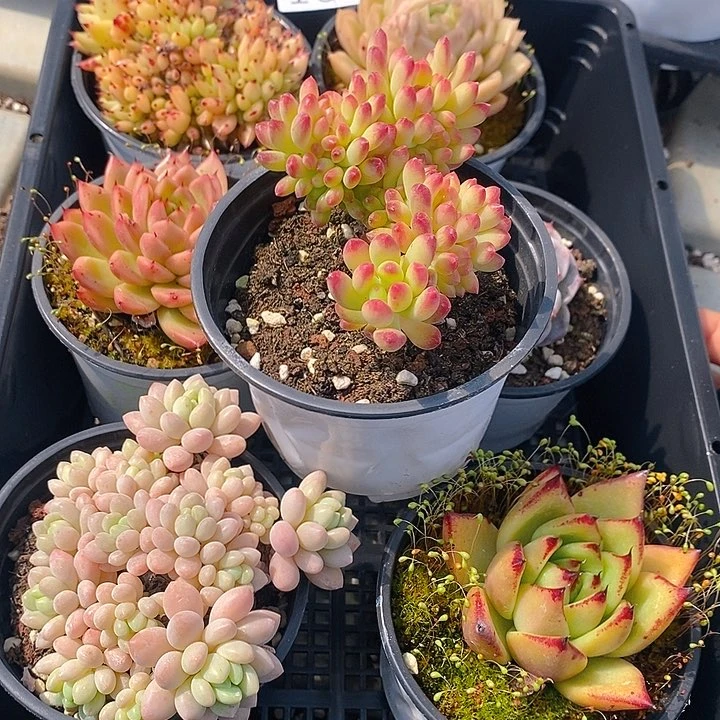 小**?164 多肉植物盆栽花卉植物