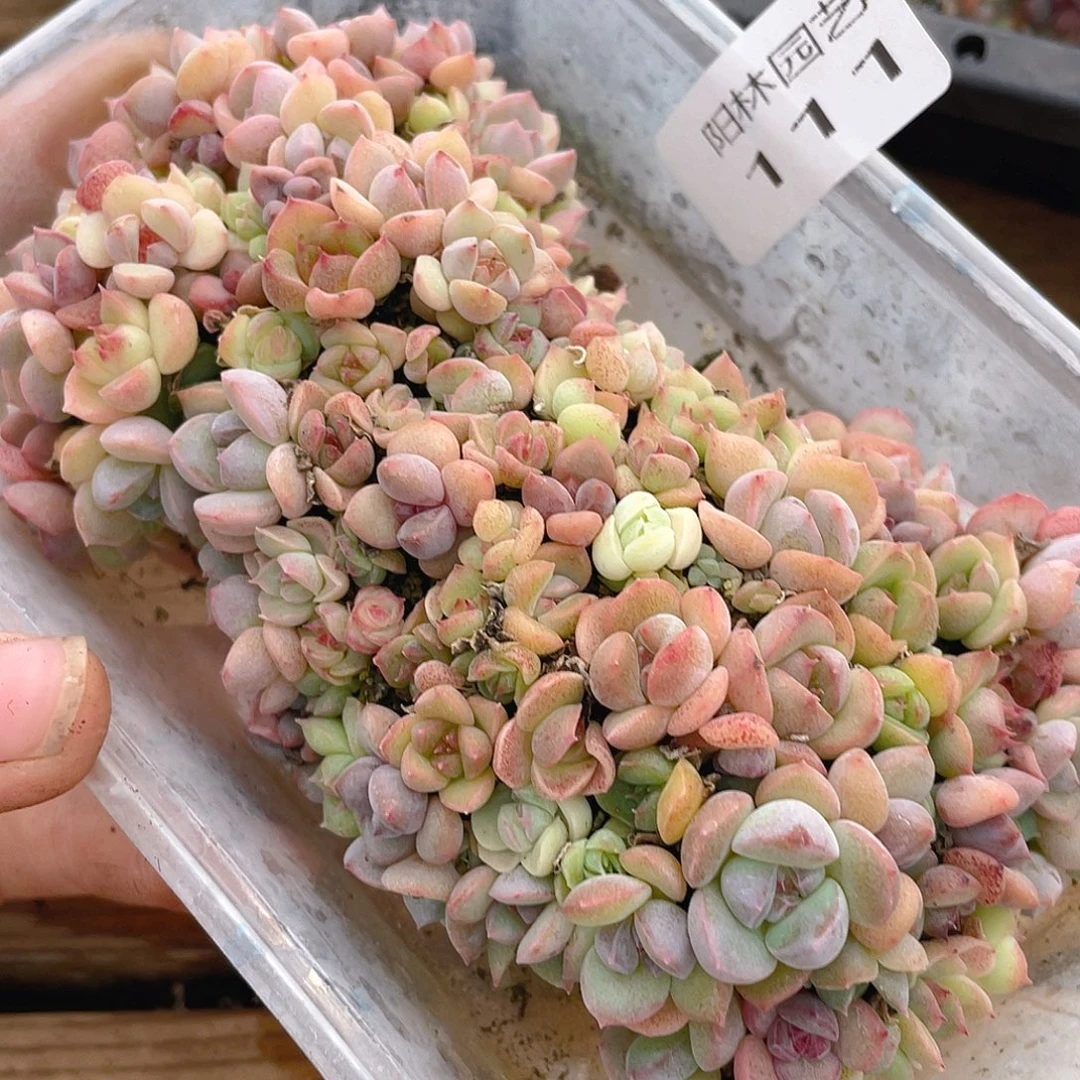 多肉植物多肉植物111