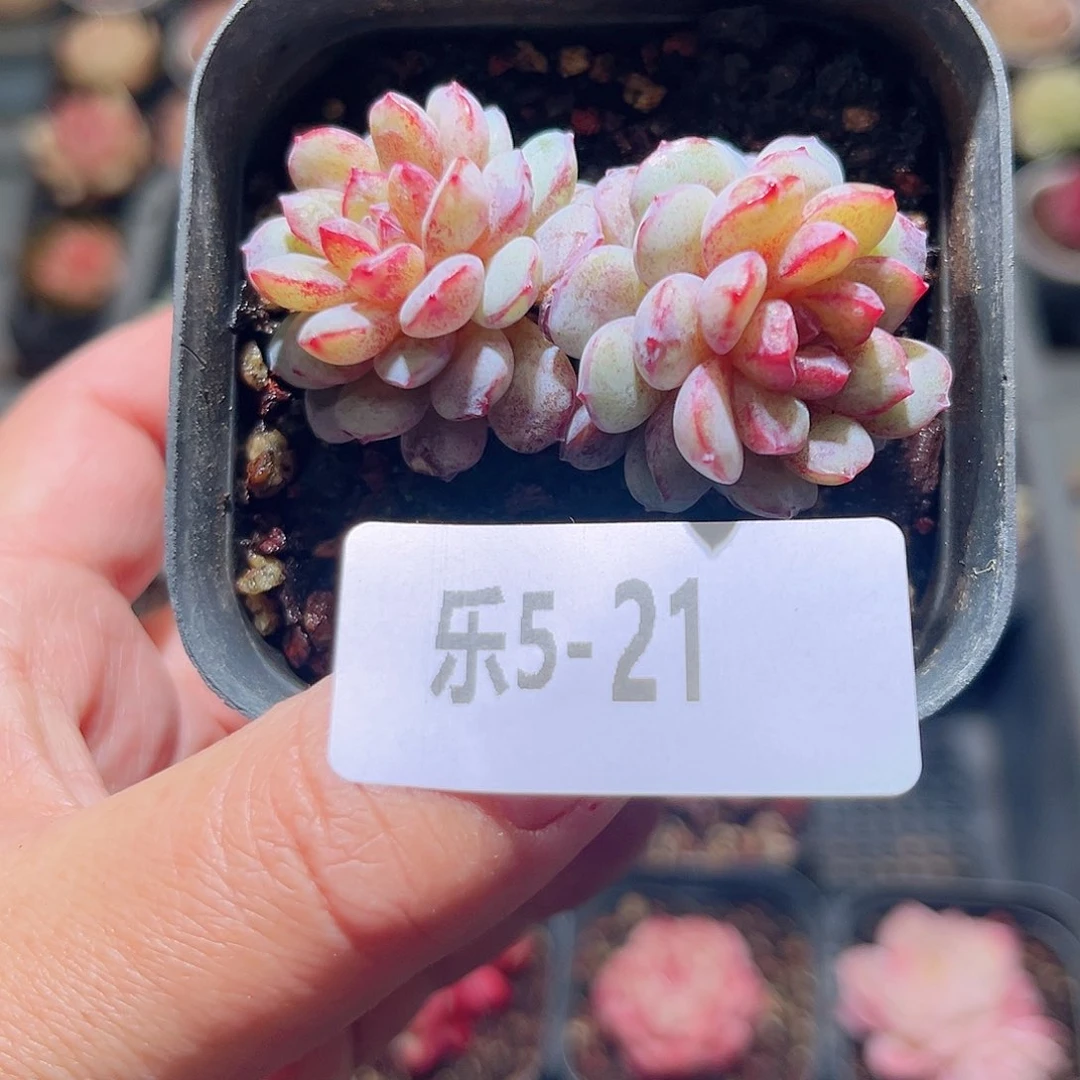 乐5-21 血钻双头