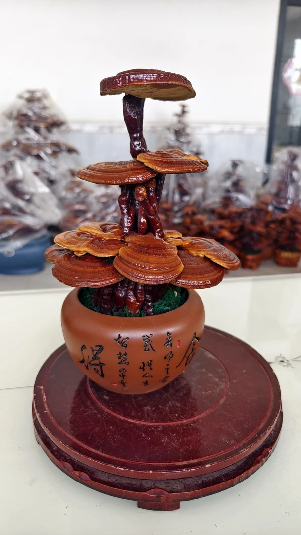 舍得紫砂盆灵芝盆景灵芝树上的装饰丹芝御景灵芝盆景灵芝摆件客厅