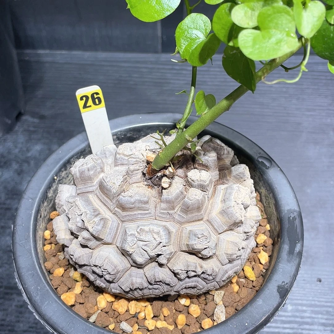 26号龟甲龙10公分