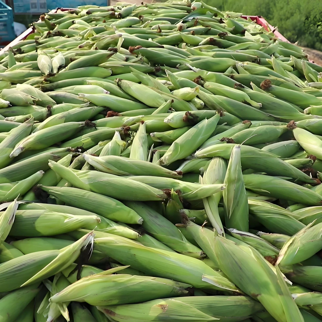 山东老式玉米现摘新鲜玉米棒老玉米生玉米笨玉米黄玉米鲜玉米当季