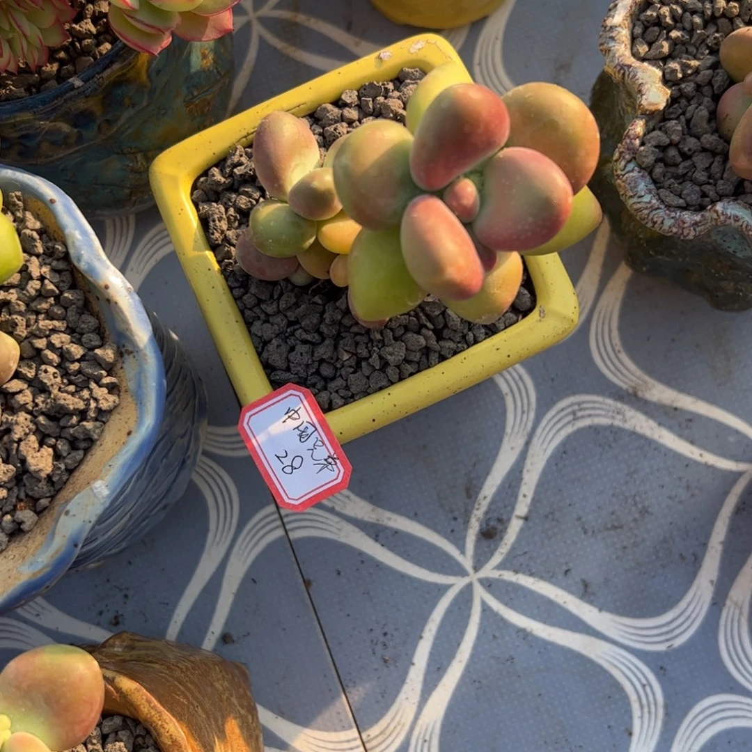 多肉植物多肉植物