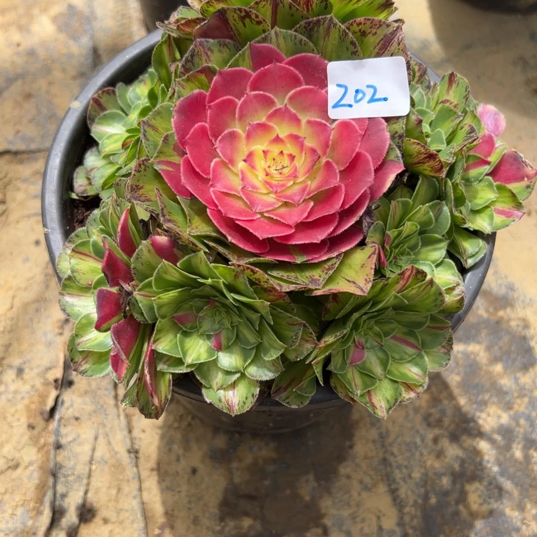202知否多肉植物系